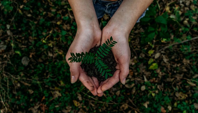 Ecolabels lead image - femme tenant une plante dans la forêt
